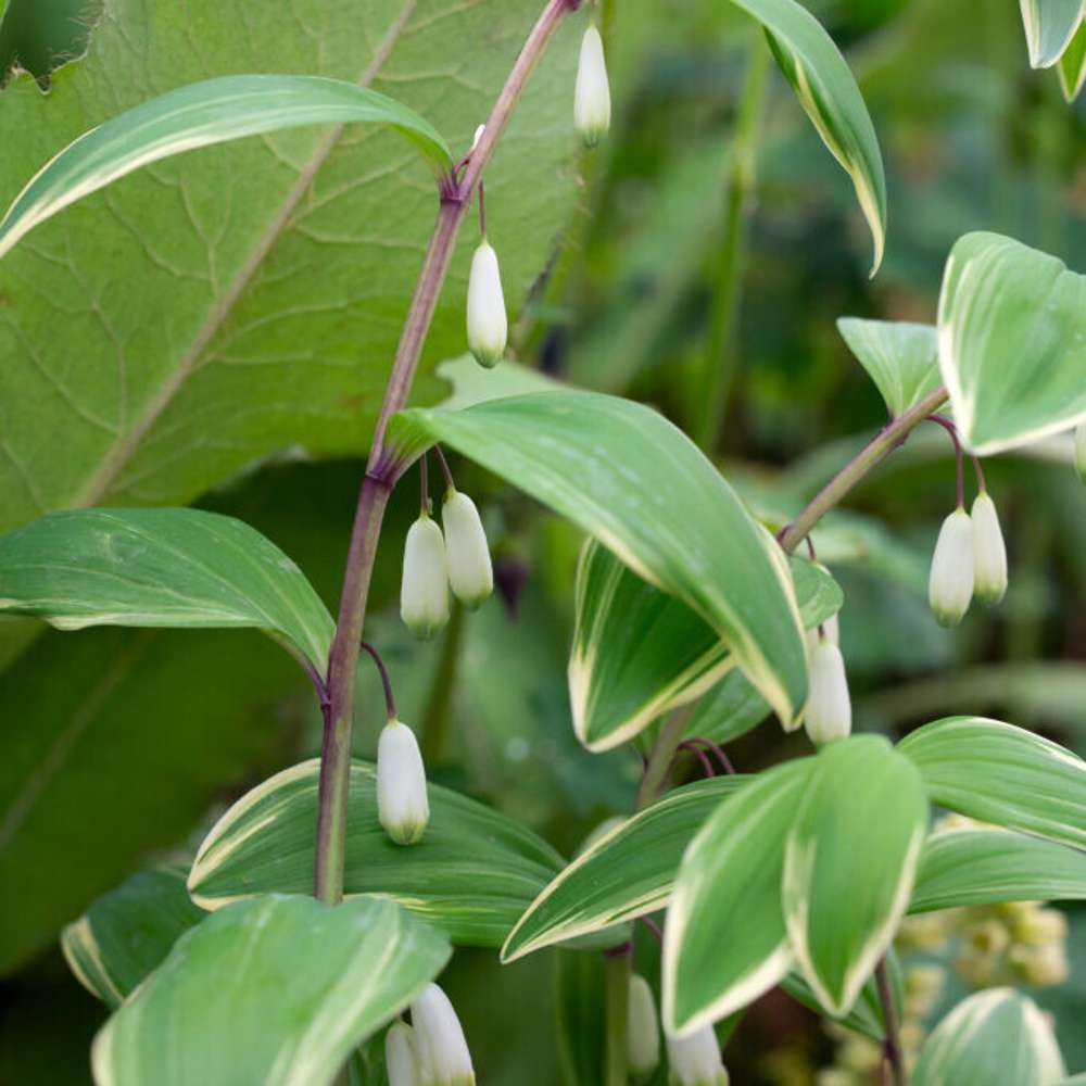 Storkonval (Polygonatum multiflorum)